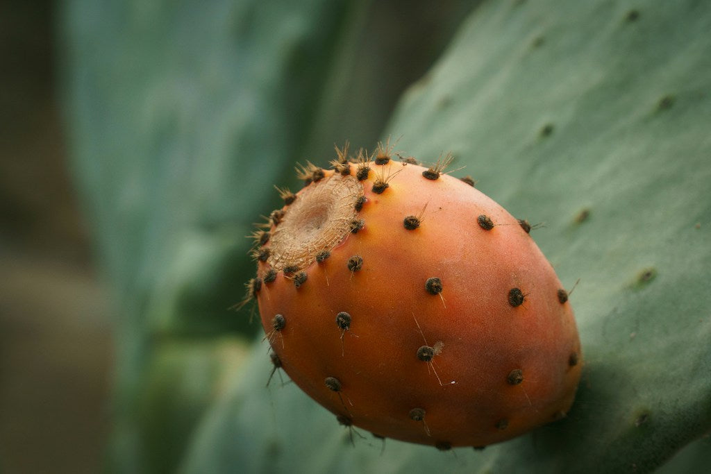 Why Prickly Pear Seed Oil Is One of the Most Remarkable Oils in Skincare